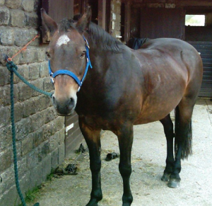 our amy